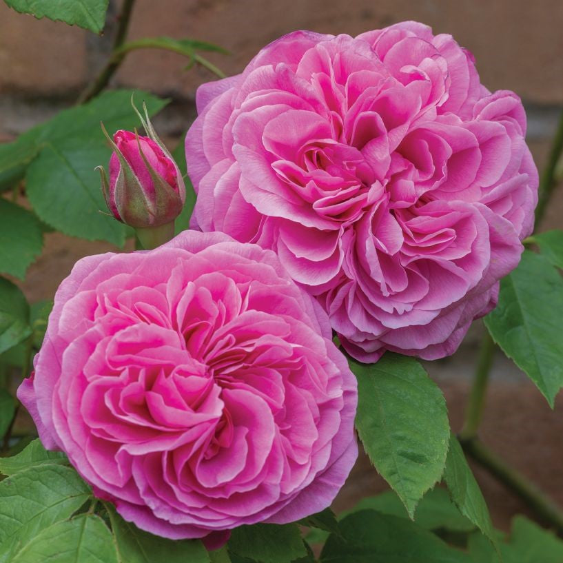 Gertrude Jekyll