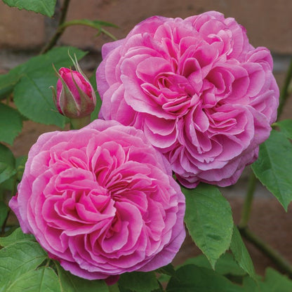 Gertrude Jekyll