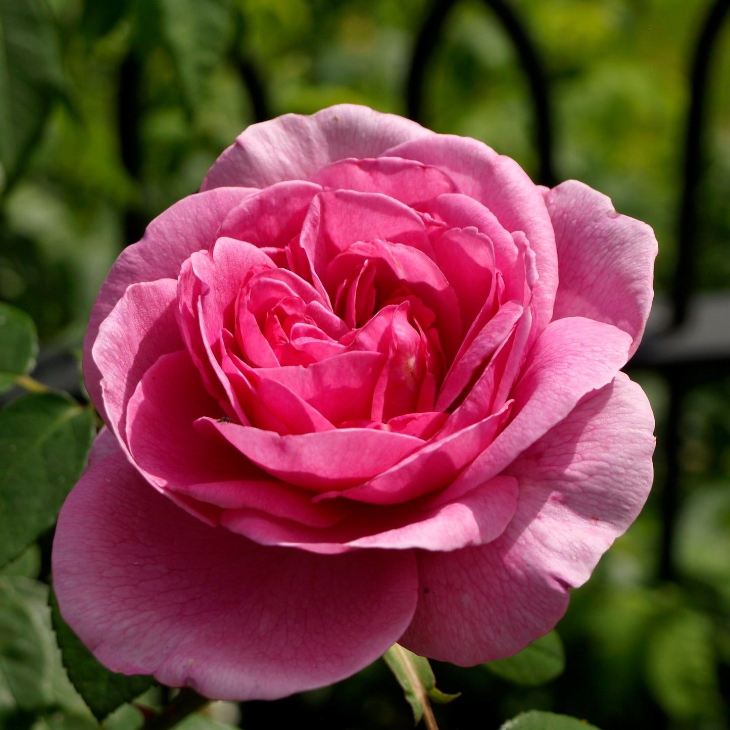 Gertrude Jekyll