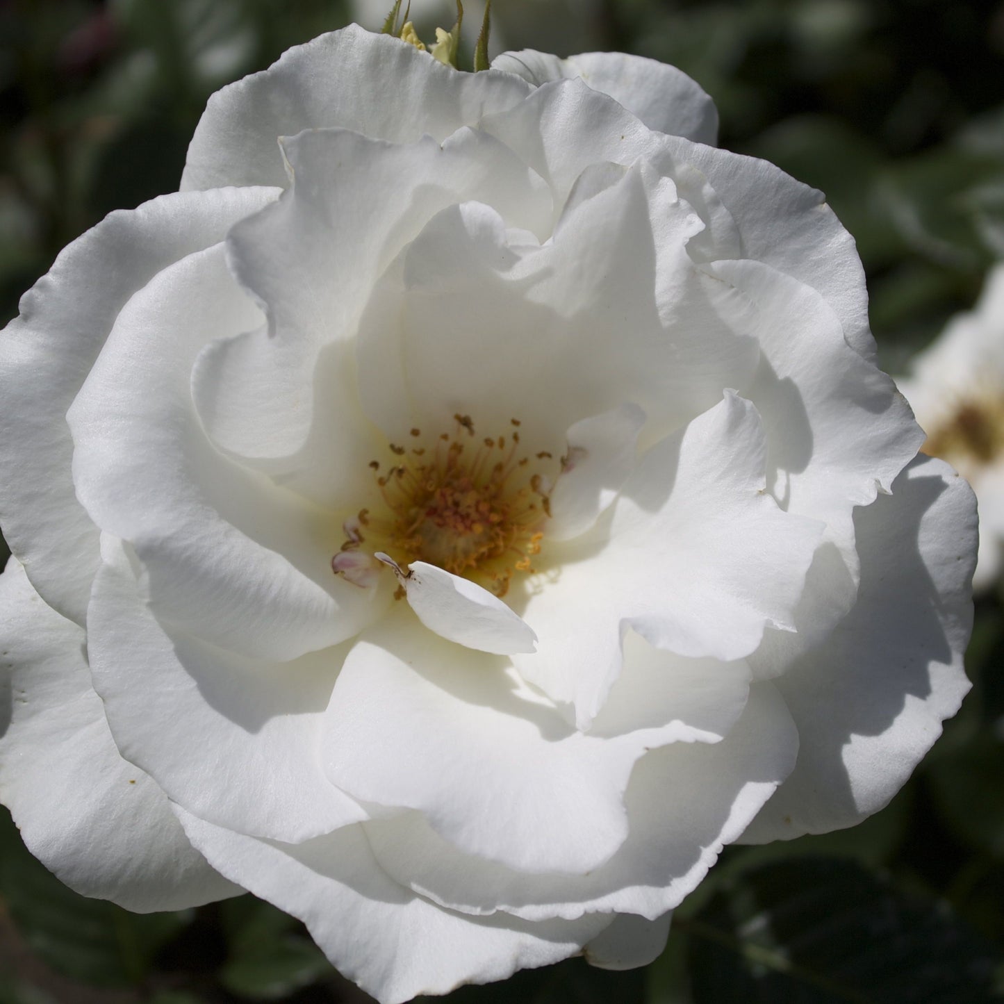 Margaret Merril
