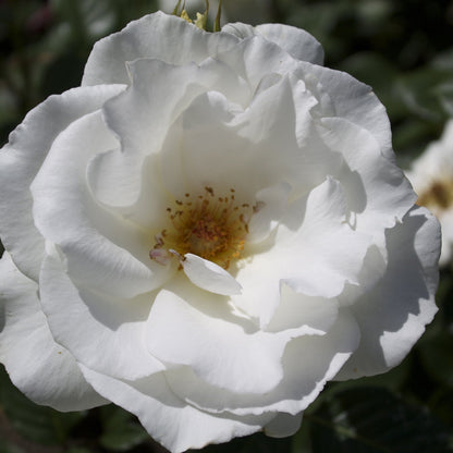 Margaret Merril
