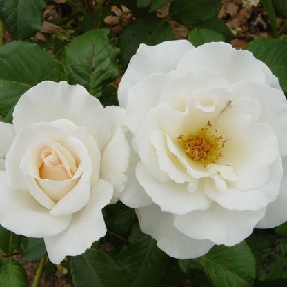 Margaret Merril