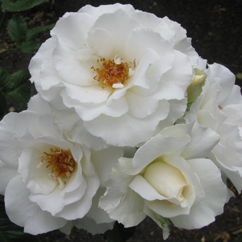Margaret Merril