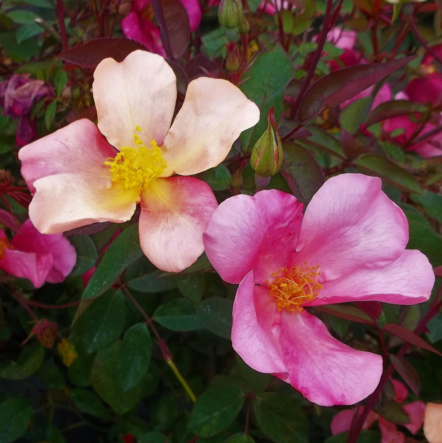 Mutabilis