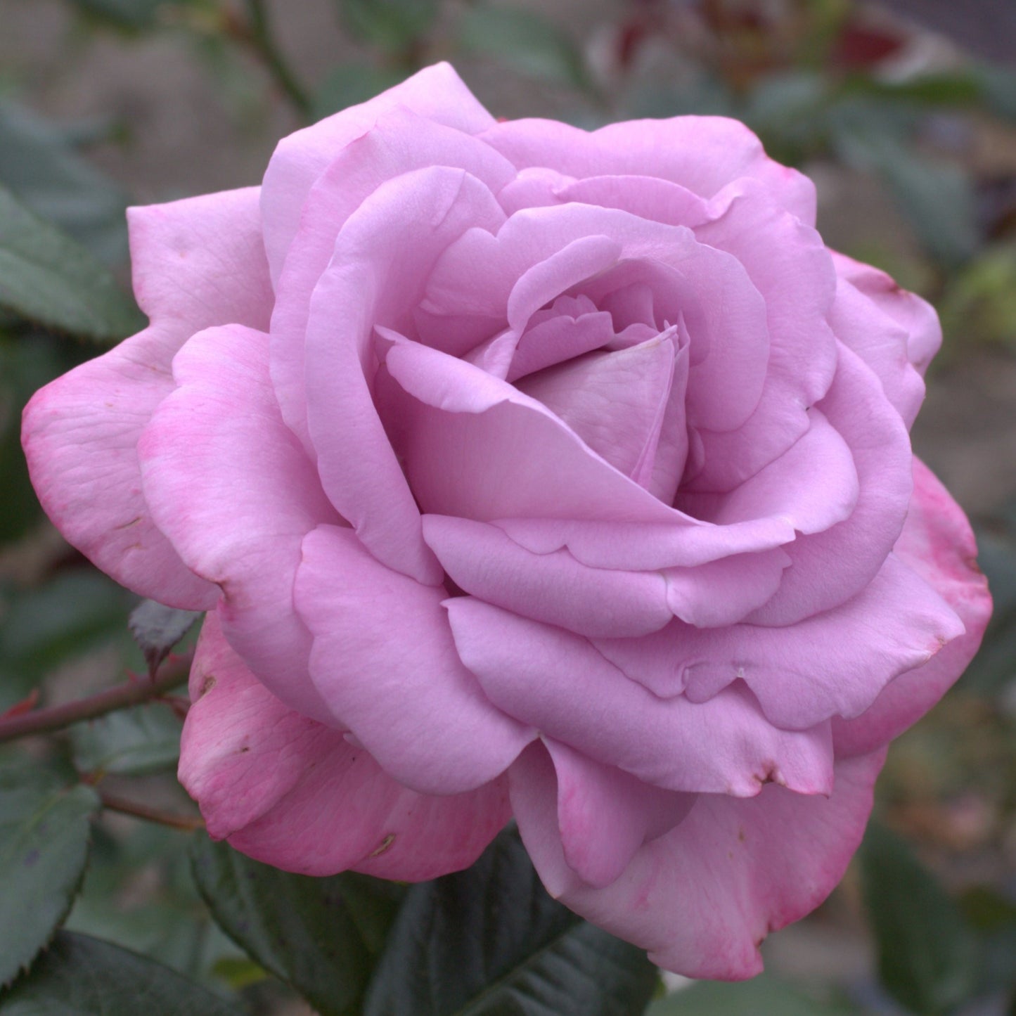 Perfumed Kiss