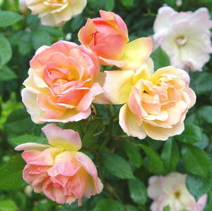 Phyllis Bide