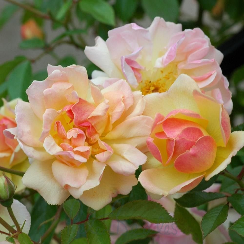 Phyllis Bide