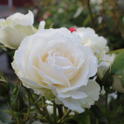 Princess of Wales