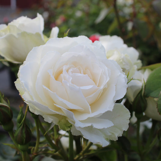 Princess of Wales