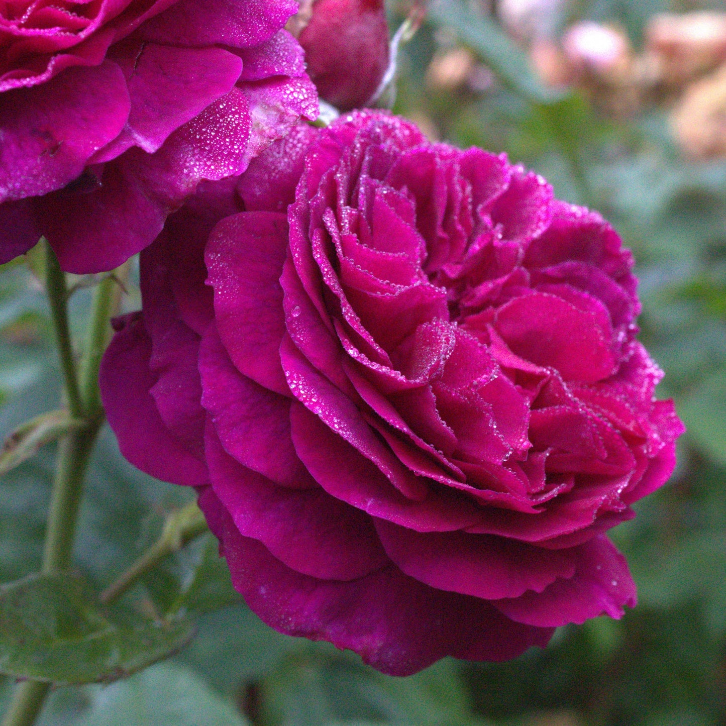 Purplelicious