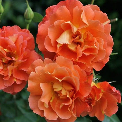 Westerland